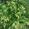 Fontanesia phillyreoides subsp.fortunei fleur